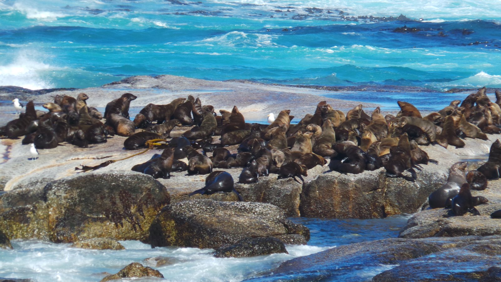 Seal Watching30